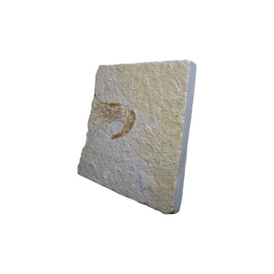 Shrimp Fossil