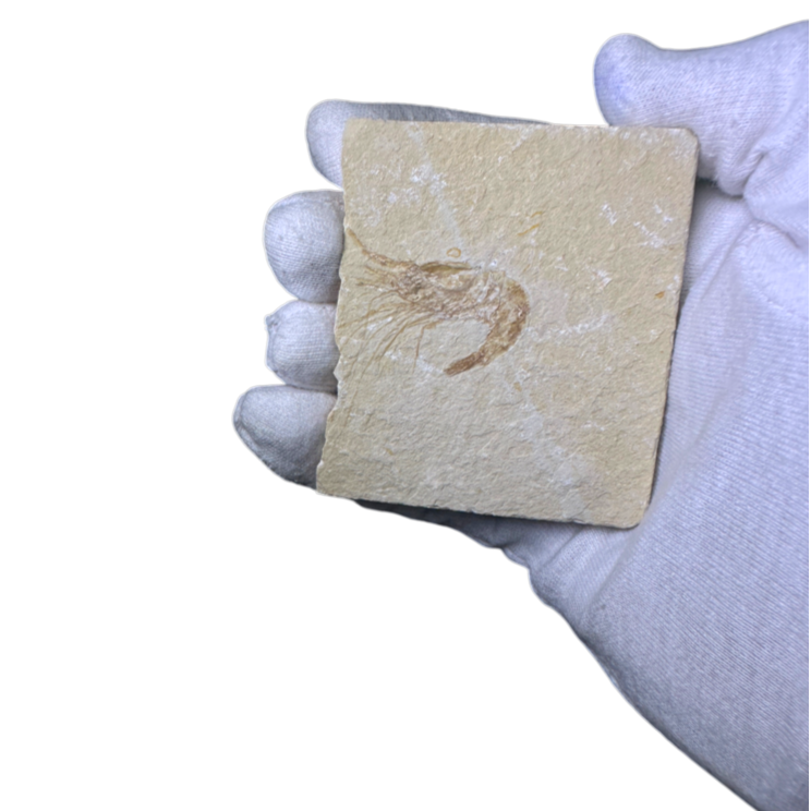 Shrimp Fossil