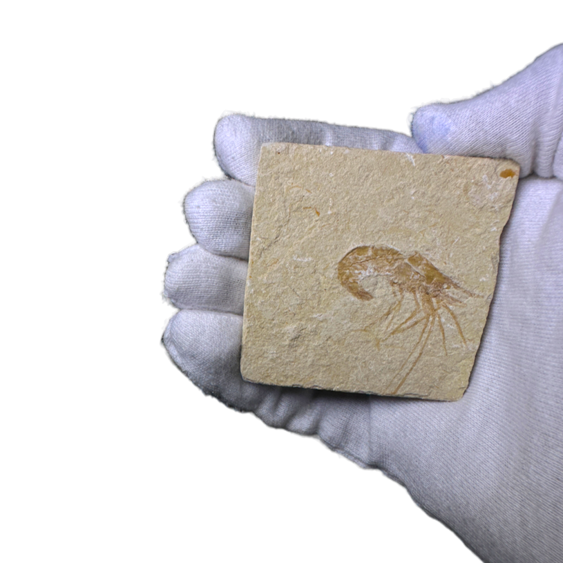 Shrimp Fossil