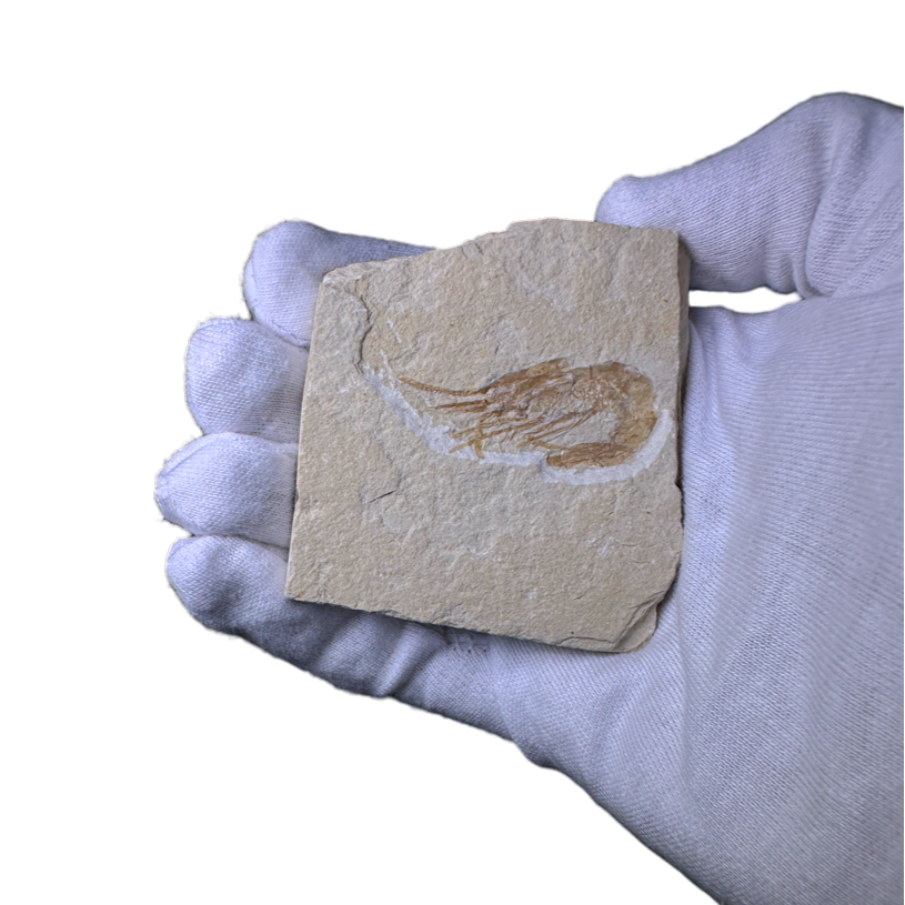 Shrimp Fossil