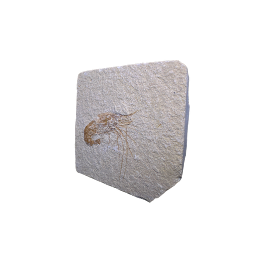 Shrimp Fossil