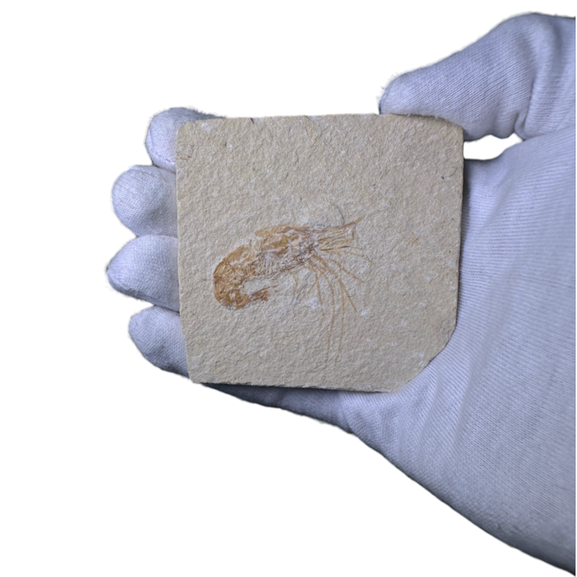 Shrimp Fossil