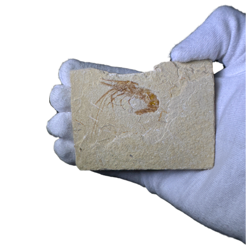 Shrimp Fossil