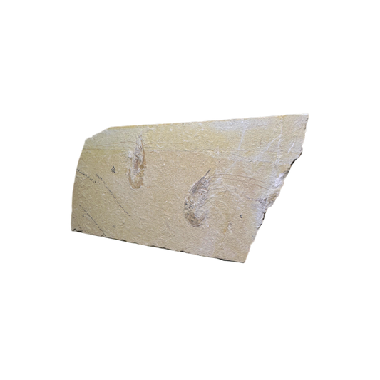 Shrimp Fossil