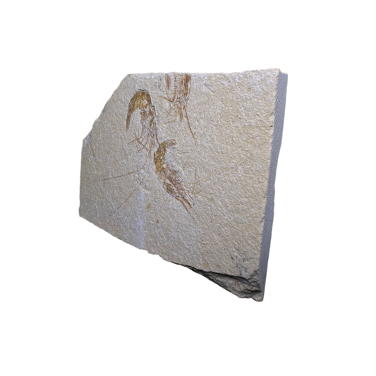 Shrimp Fossil