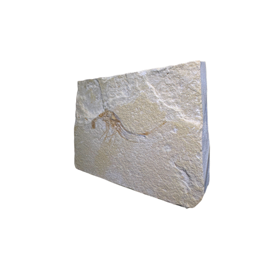 Shrimp Fossil