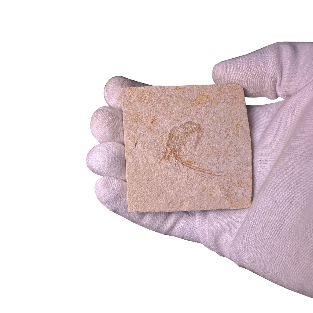 Shrimp Fossil