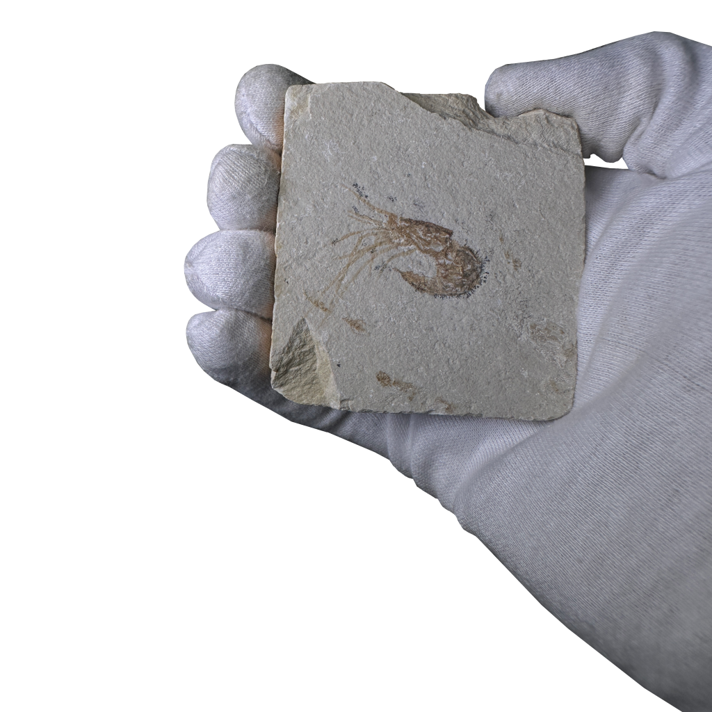 Shrimp Fossil