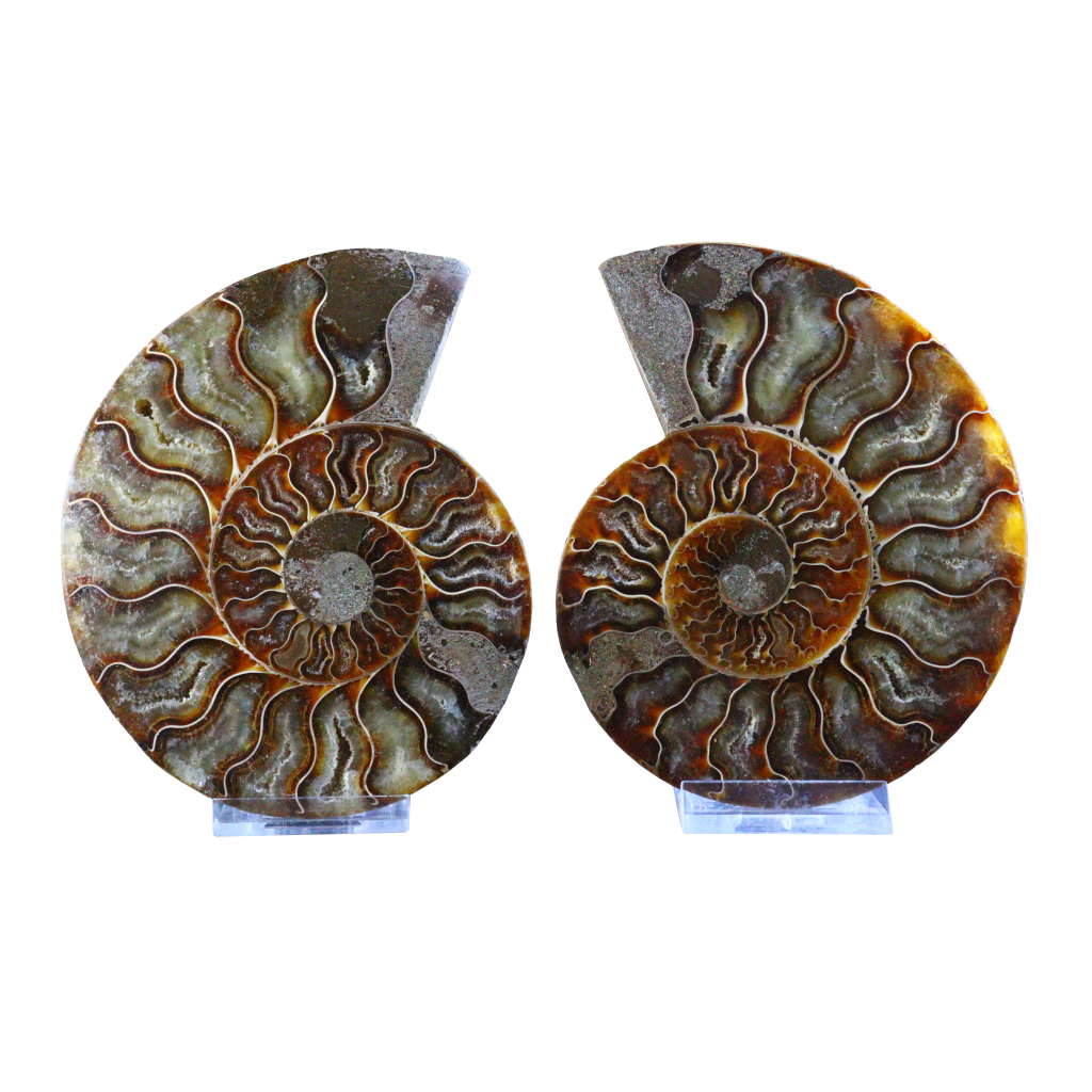 Ammonites