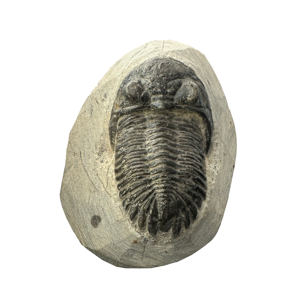 Trilobite Fossils