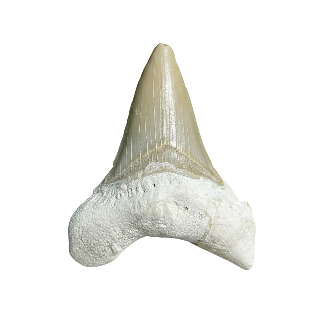 Shark Teeth & Predatory Fish Fossils
