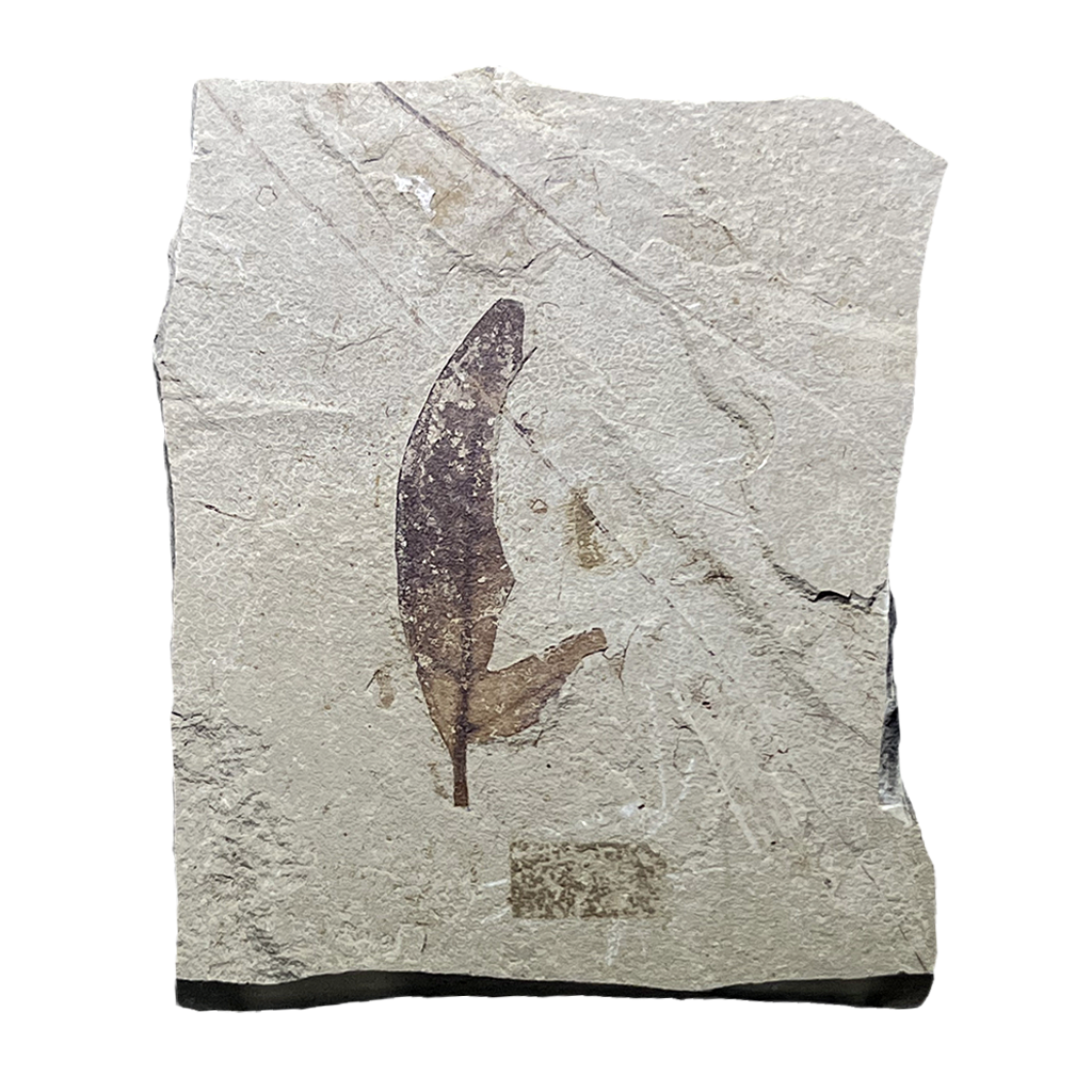 Plant Fossils & Petrified Wood