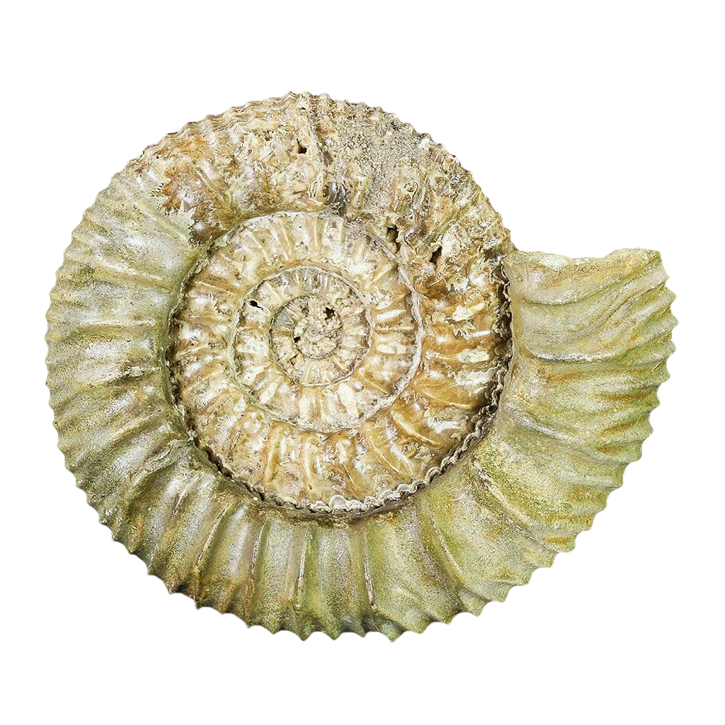 FOSSILS
