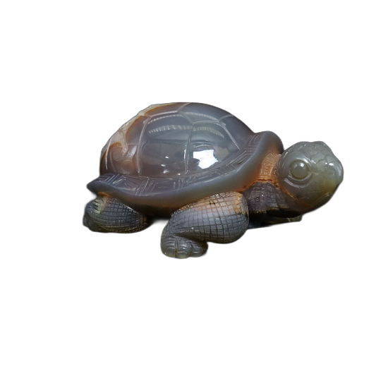 Quartz Geode in Agate Tortoise