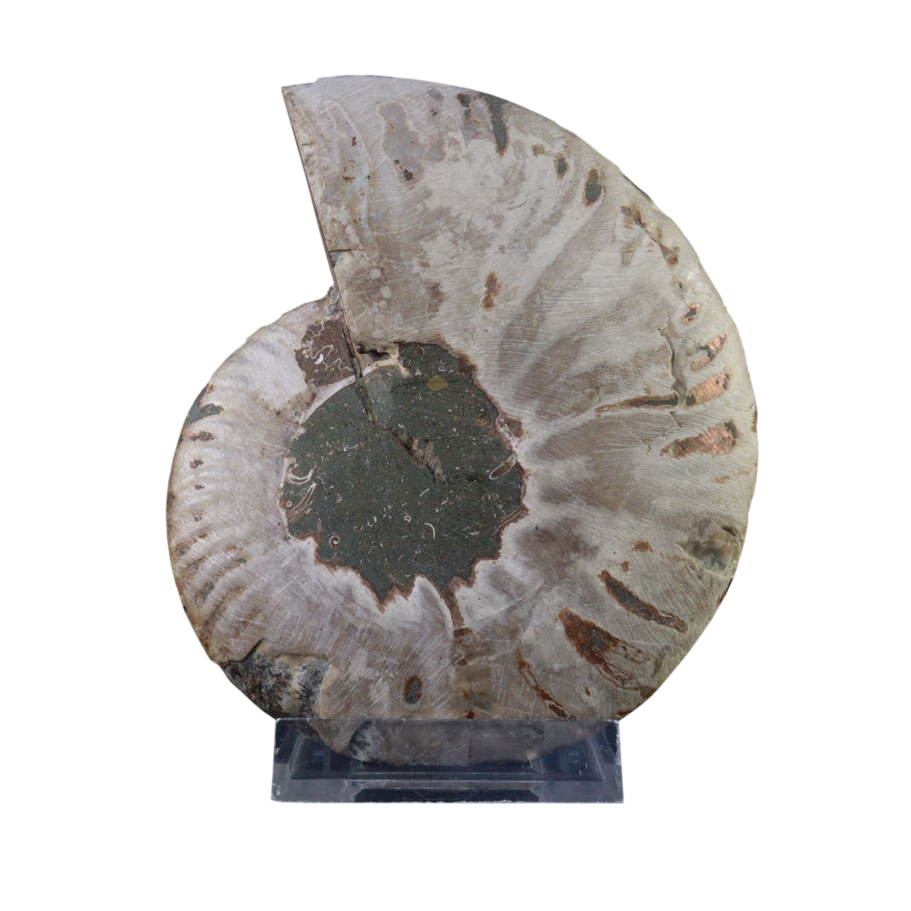 Ammonite Pair (Sliced)
