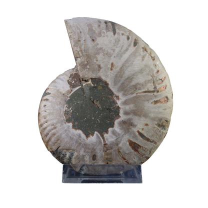 Ammonite Pair (Sliced)