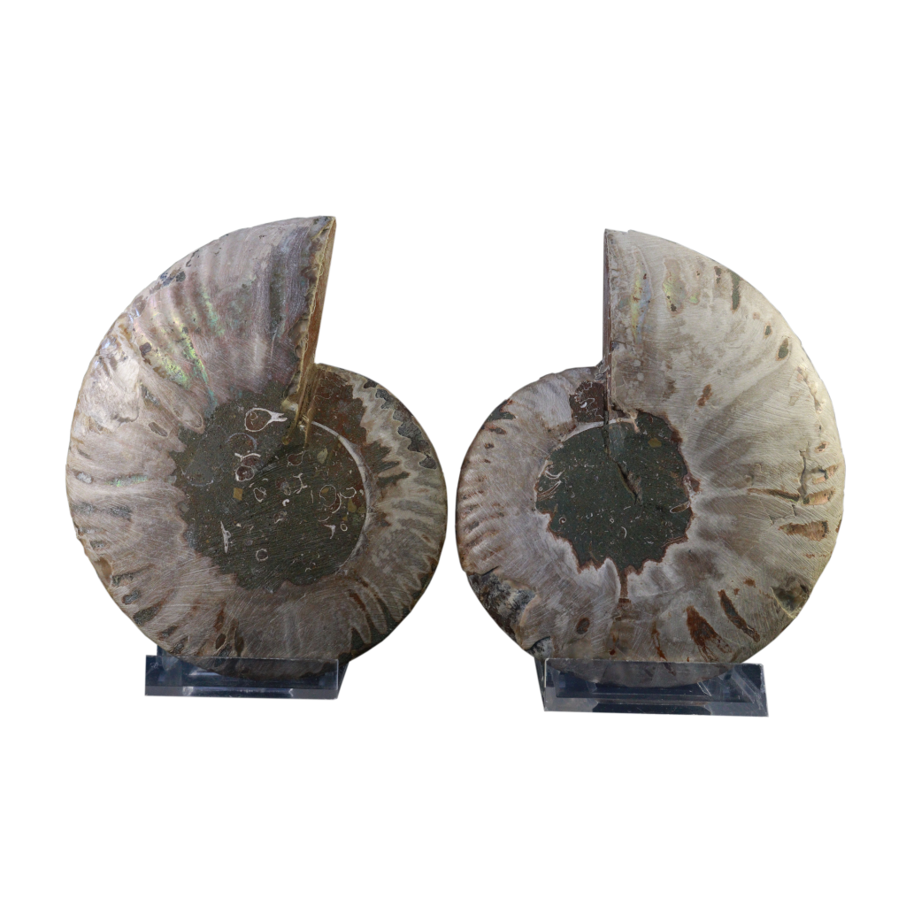 Ammonite Pair (Sliced)