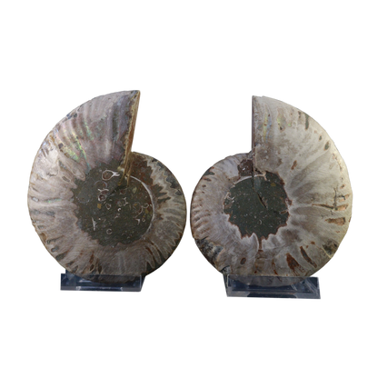 Ammonite Pair (Sliced)