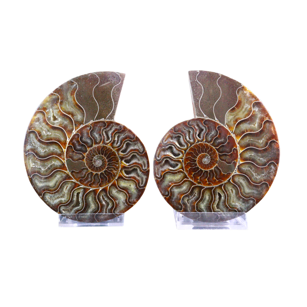 Ammonite Pair (Sliced)
