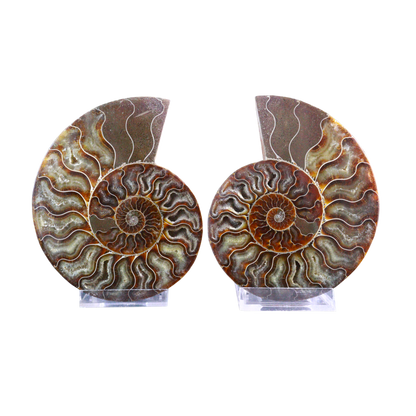 Ammonite Pair (Sliced)