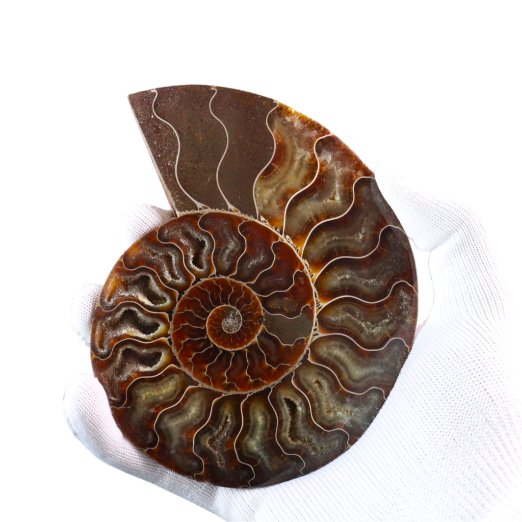 Ammonite Pair (Sliced)