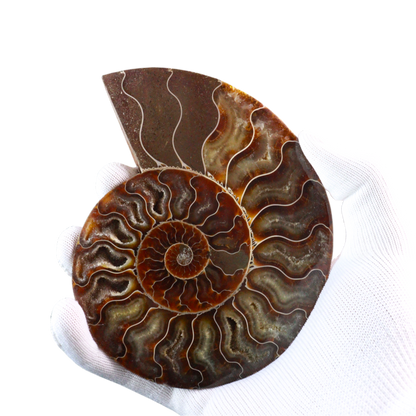 Ammonite Pair (Sliced)