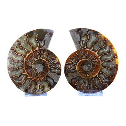Ammonite Pair (Sliced)