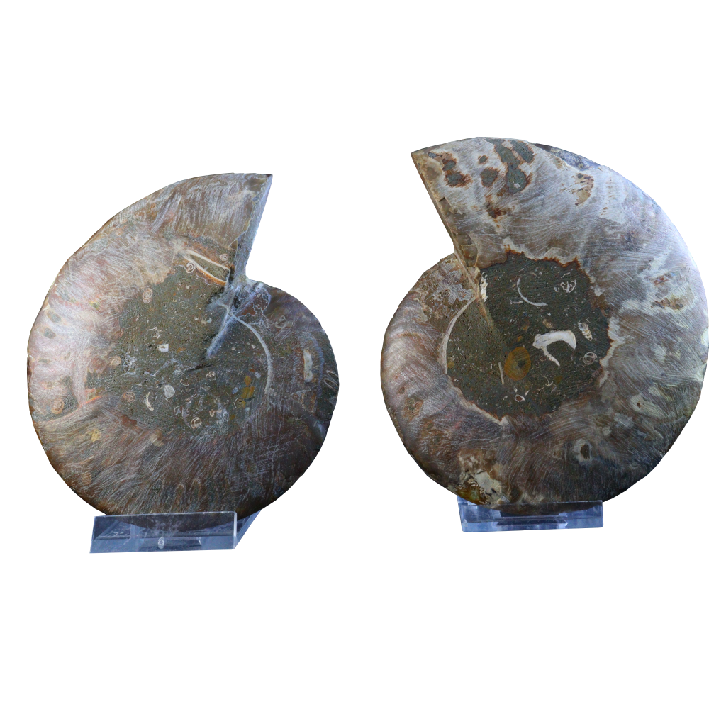 Ammonite Pair (Sliced)