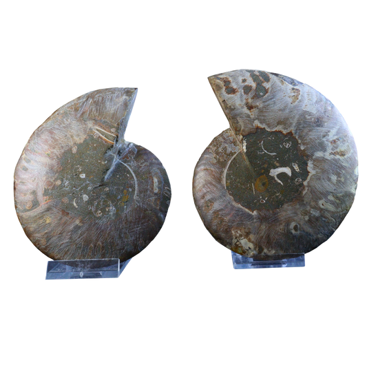 Ammonite Pair (Sliced)
