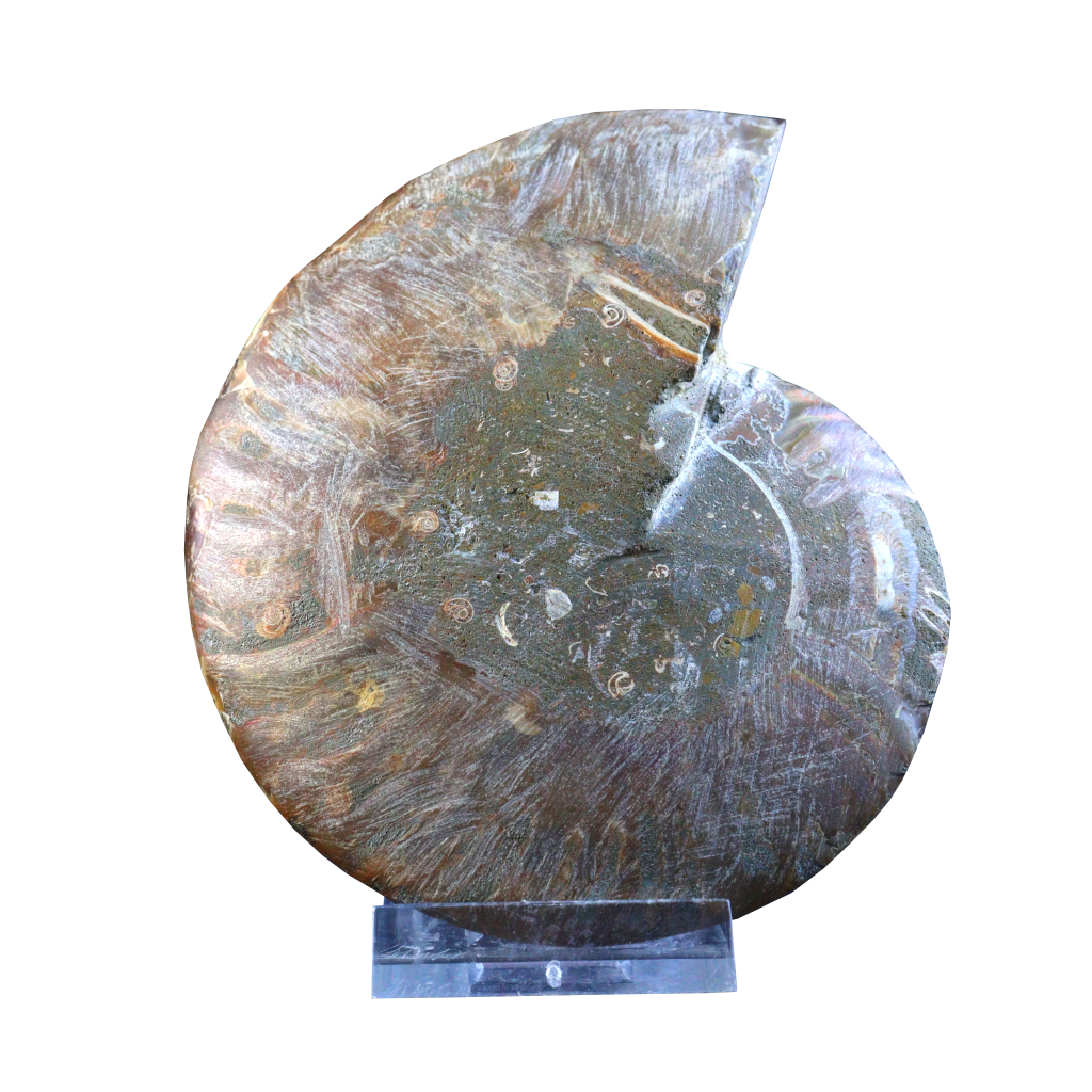 Ammonite Pair (Sliced)