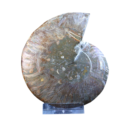 Ammonite Pair (Sliced)