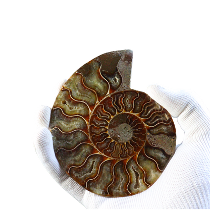 Ammonite Pair (Sliced)
