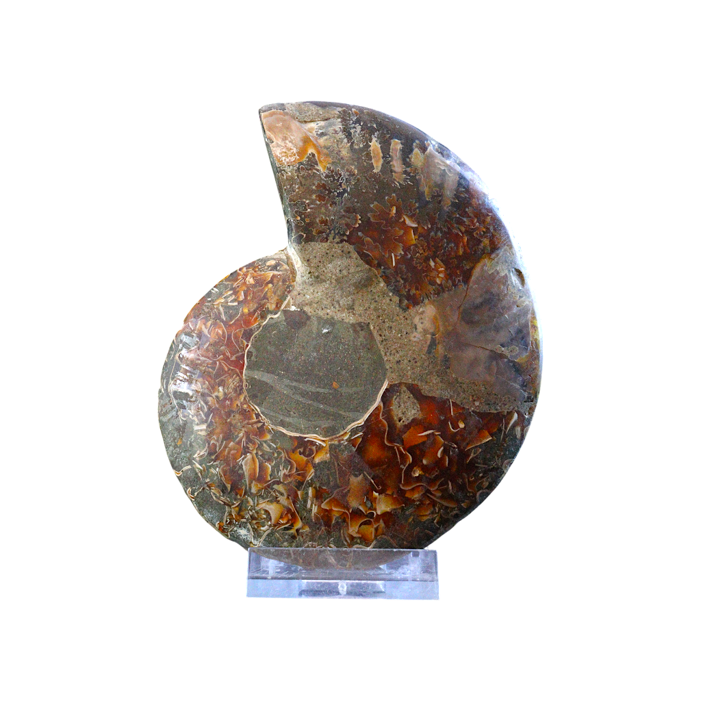 Ammonite Pair (Sliced)