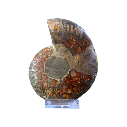 Ammonite Pair (Sliced)