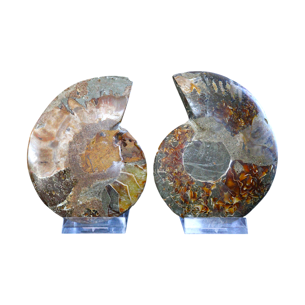 Ammonite Pair (Sliced)