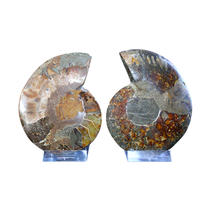 Ammonite Pair (Sliced)