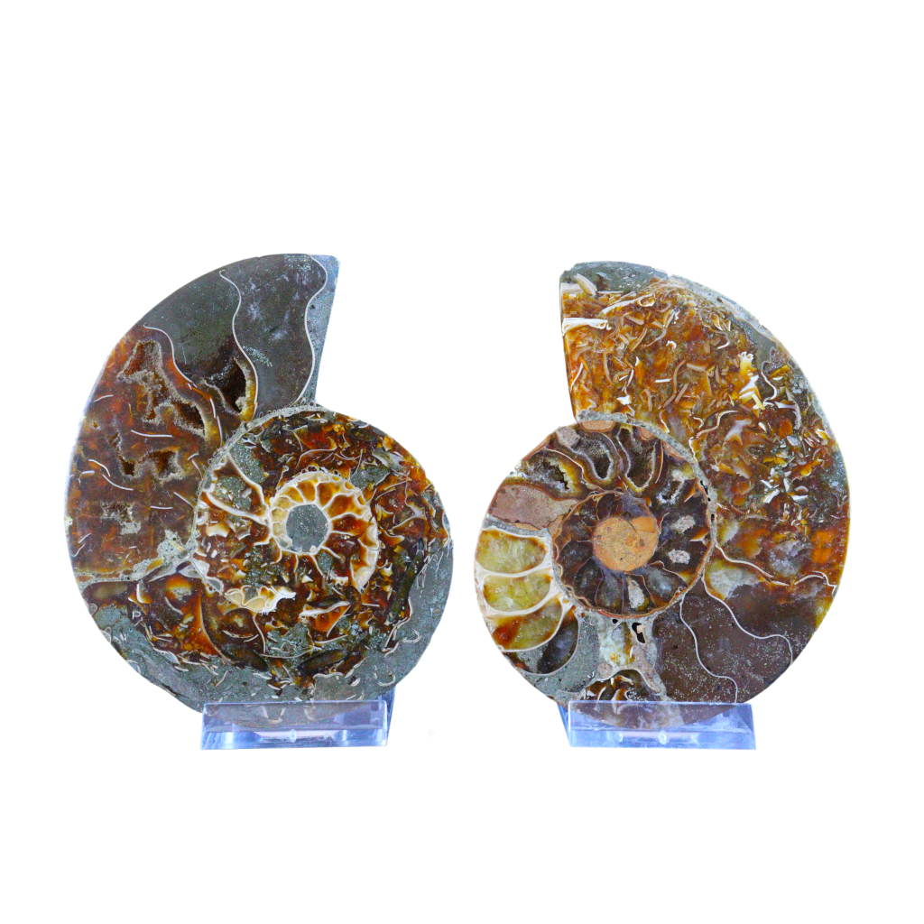 Ammonite Pair (Sliced)
