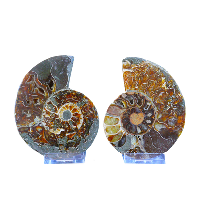 Ammonite Pair (Sliced)
