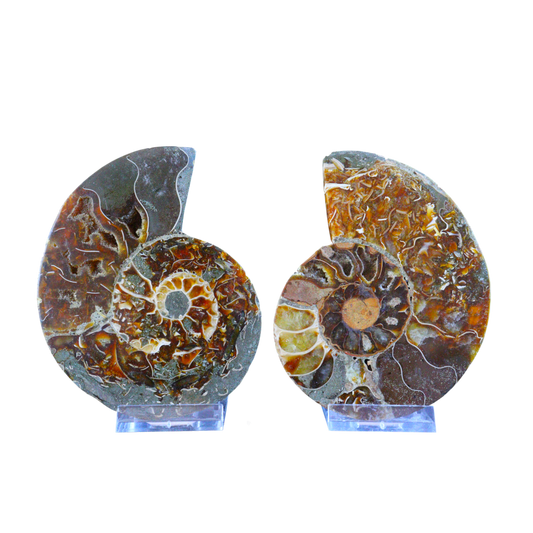 Ammonite Pair (Sliced)