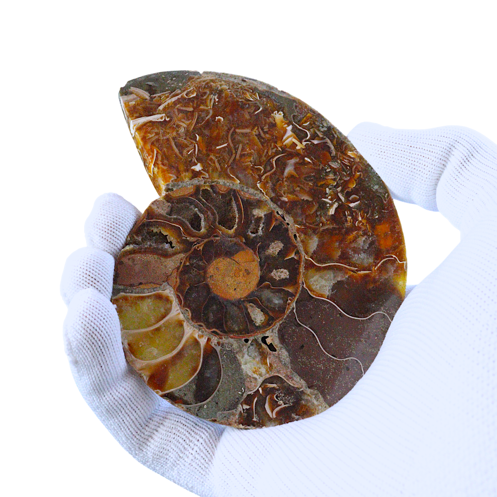 Ammonite Pair (Sliced)