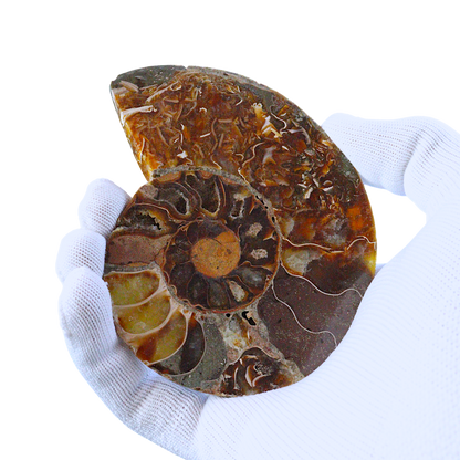 Ammonite Pair (Sliced)