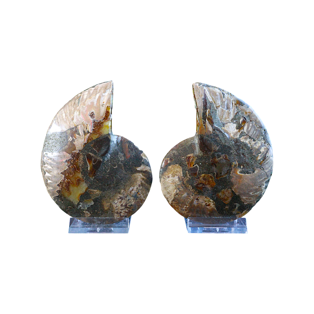 Ammonite Pair (Sliced)