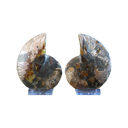 Ammonite Pair (Sliced)