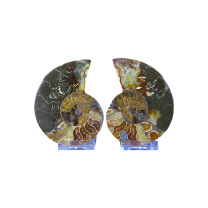 Ammonite Pair (Sliced)