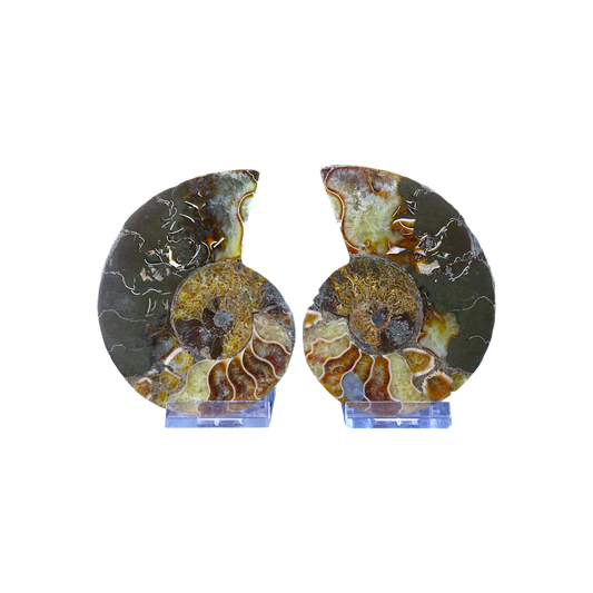 Ammonite Pair (Sliced)