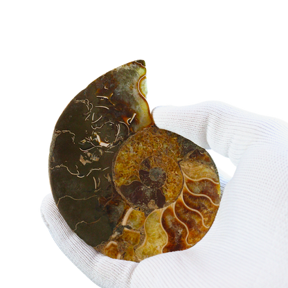 Ammonite Pair (Sliced)