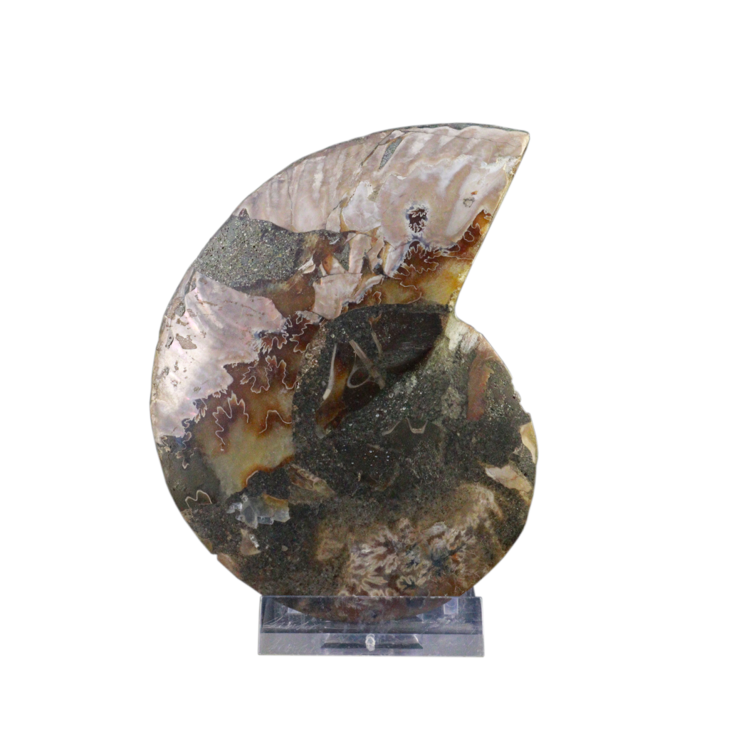 Ammonite Pair (Sliced)