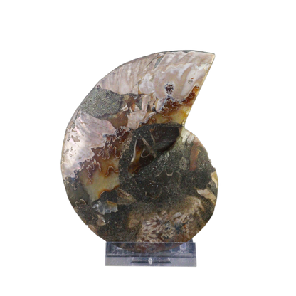Ammonite Pair (Sliced)