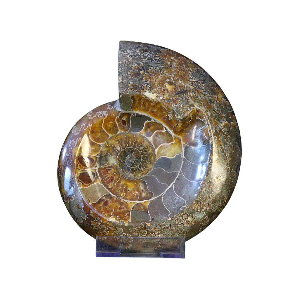 Ammonite Ashtrays