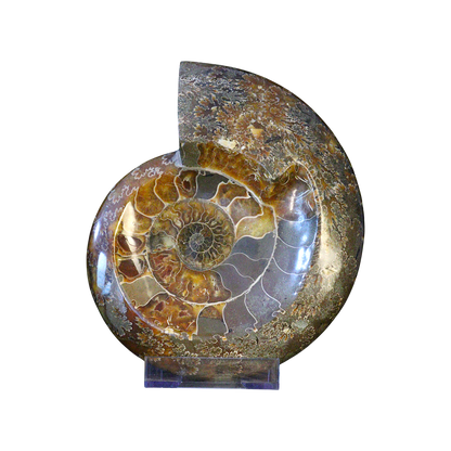 Ammonite Ashtrays